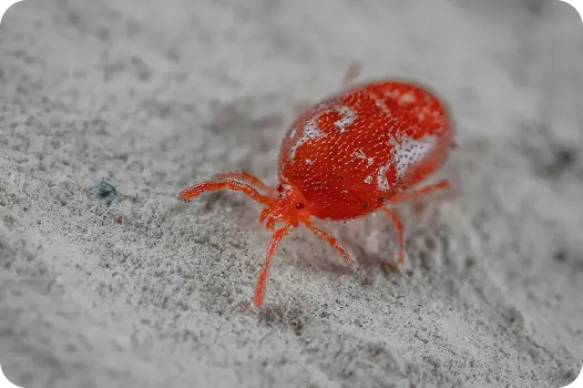Extreme close-up of a tiny bright red chigger mite crawling on a textured outdoor surface.