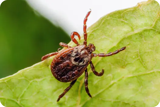 Close-up view of a wood tick crawling on a green leaf, highlighting outdoor tick prevention needs