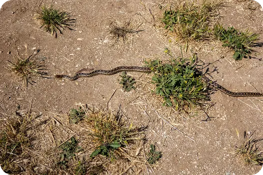 A long gopher snake slithering across dry dirt and weeds, highlighting outdoor wildlife and snake control needs