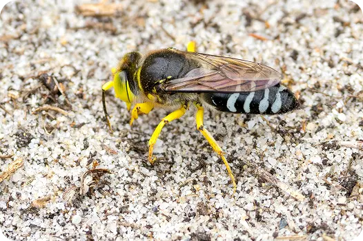 A solitary sand digger wasp with a striped abdomen resting on sandy soil near its burrow.
