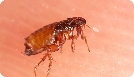 flea control