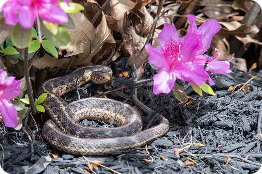 Common garter snake coiled on black garden mulch next to bright pink flowers in a home backyard.