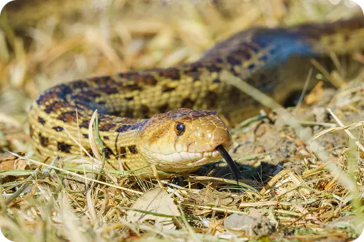 Close-up of a non-venomous gopher snake flicking its tongue while slithering through dry grass.