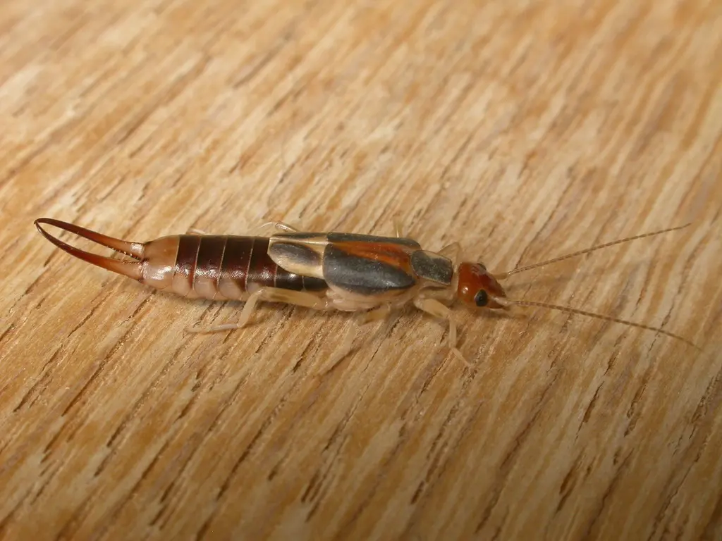 striped earwig