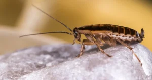 cockroach
