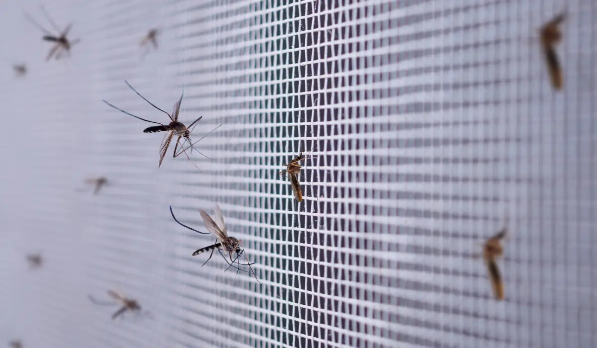 San Diego Mosquitos: Where They Come From and How to Get Rid of Them |  Simple Pest Management