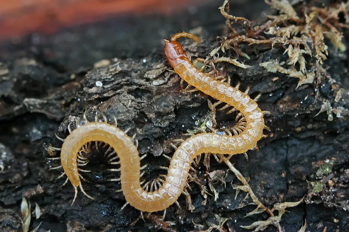 soil centipede