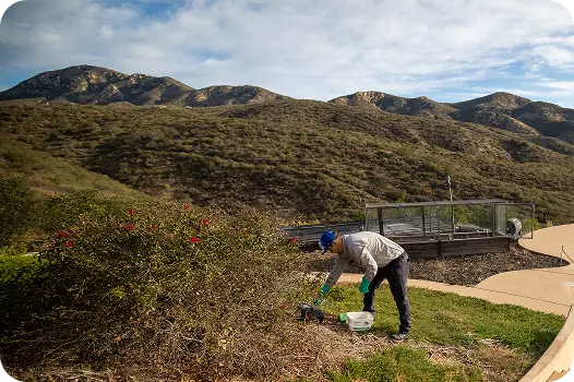 Technician placing an outdoor bait station near a large garden bush on a hillside residential property