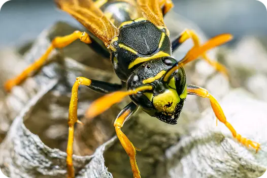 European paper wasp on its nest, showing the distinct markings used for stinging wasp identification.