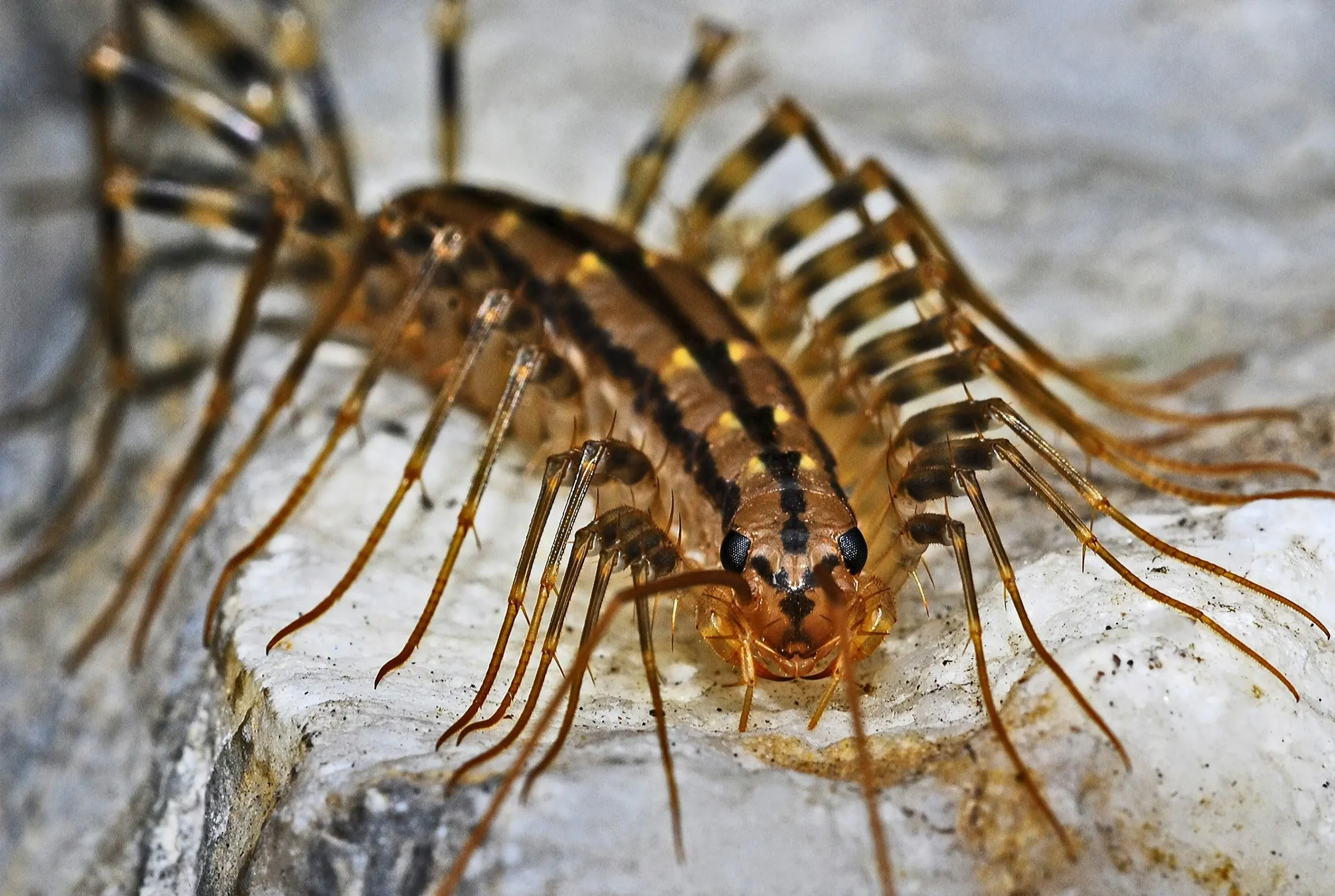 Macro view of a fast-moving house centipede crawling over stone, showing its long legs and stripes