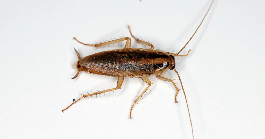 german cockroach laying flat
