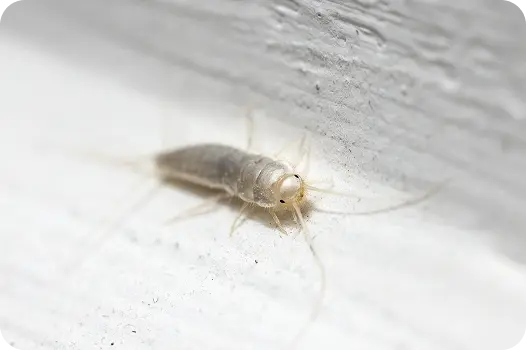 Common silverfish insect crawling on a painted white baseboard, showing a typical home pest infestation.