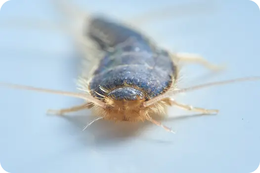 Macro view of a silverfish pest, highlighting the scales and antennae of this common household insect.