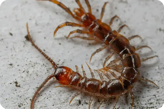 A brown stone centipede crawling on a textured surface, showing a common predatory outdoor bug.