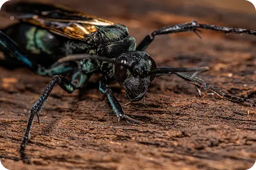 Extreme close-up of a tarantula hawk wasp on wood, showcasing a large stinging insect species.