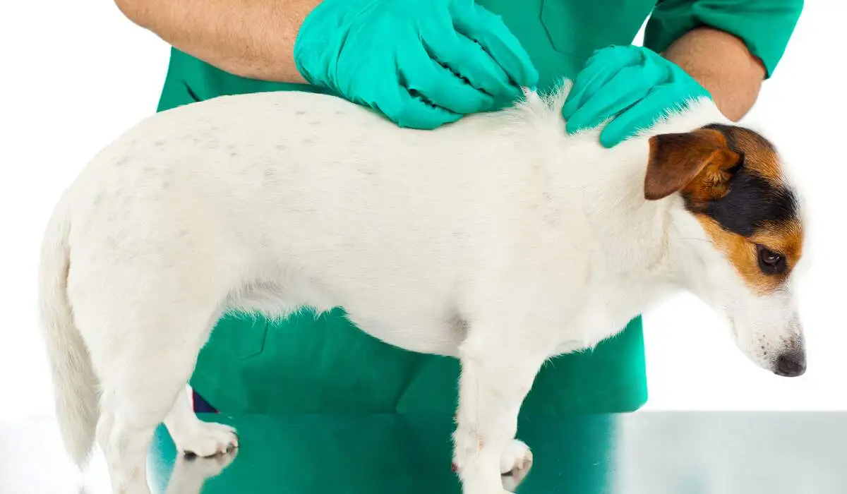 How to Deal With Fleas on Your Own (Before Calling a Professional) | Simple Pest  Management