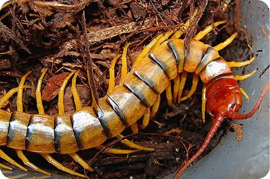 Large tiger centipede crawling through mulch, showing a venomous predatory pest found outdoors.
