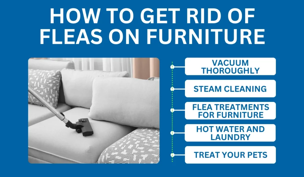 Can Fleas Live on Furniture? Here's What to Know | Simple Pest Management