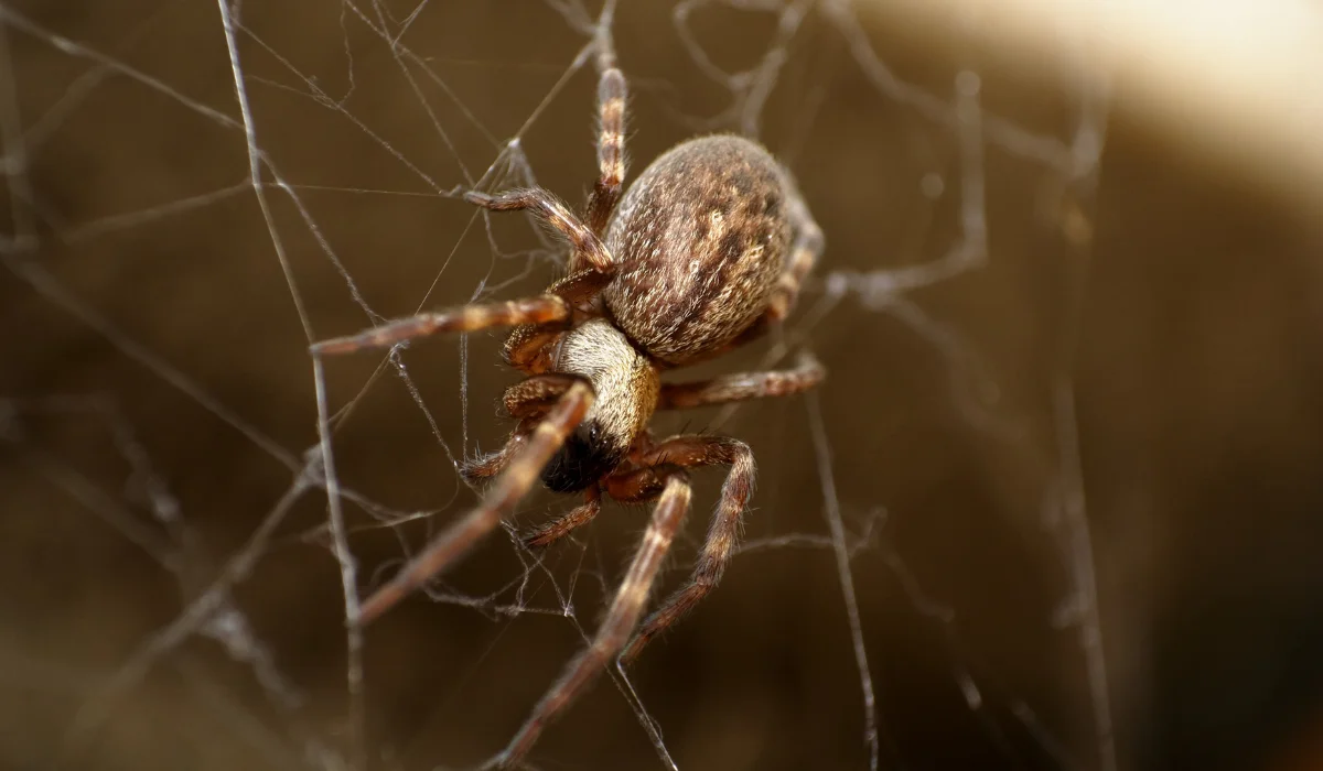 When is Spider Season in California | Simple Pest Management