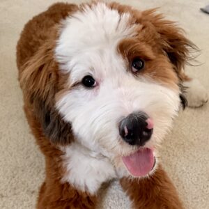 Picture of Theodore Augustus Pawl Chi