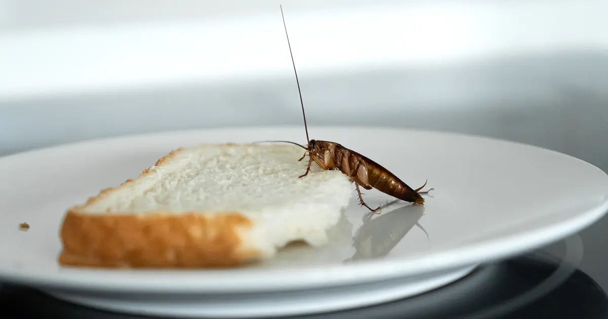 Cockroaches in Your California Kitchen? Here's Why They're There and ...