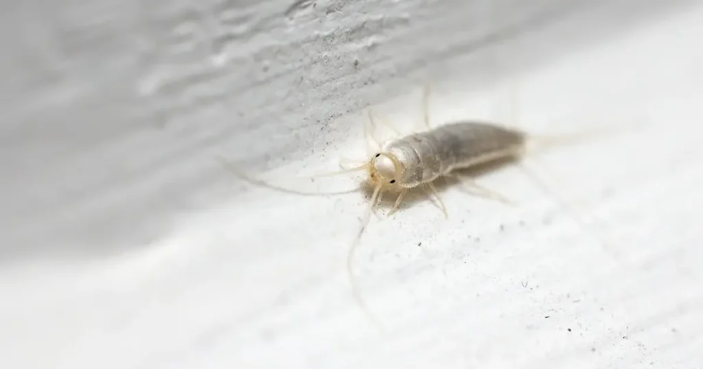 silverfish