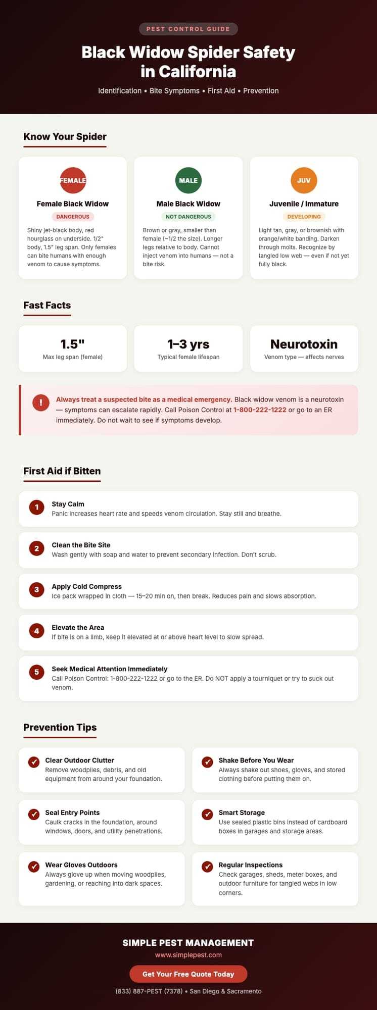 Black widow spider safety information infographic