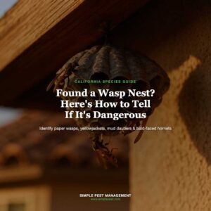 Wasp nest identification and safety guide