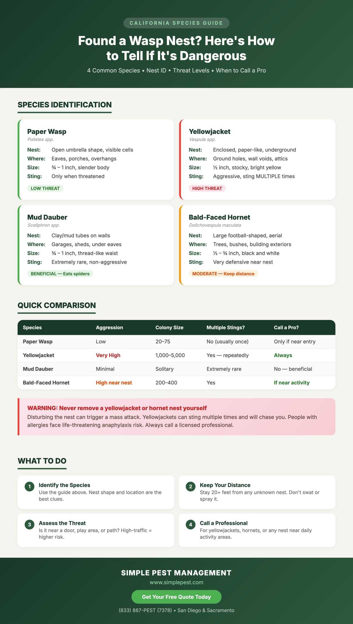 Guide to identifying dangerous wasps