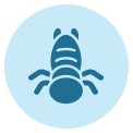 earwig control