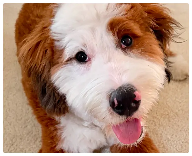 teddy, official bedbug officer