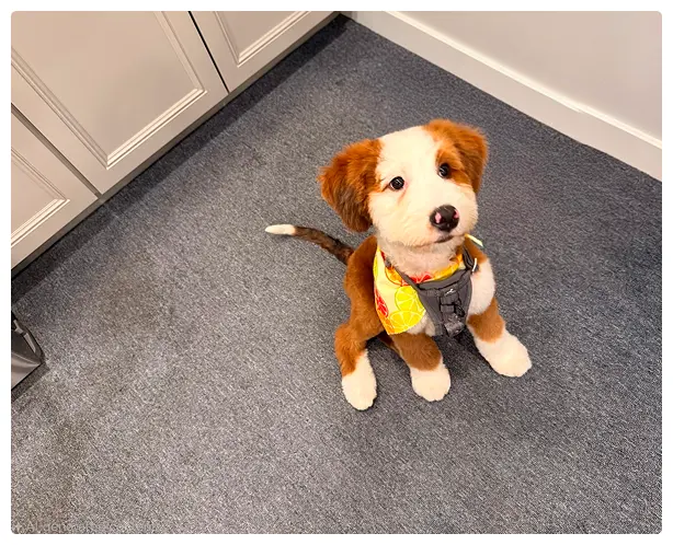 teddy, official bedbug officer