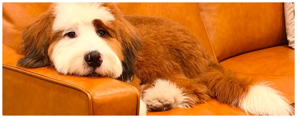 teddy, official bedbug officer