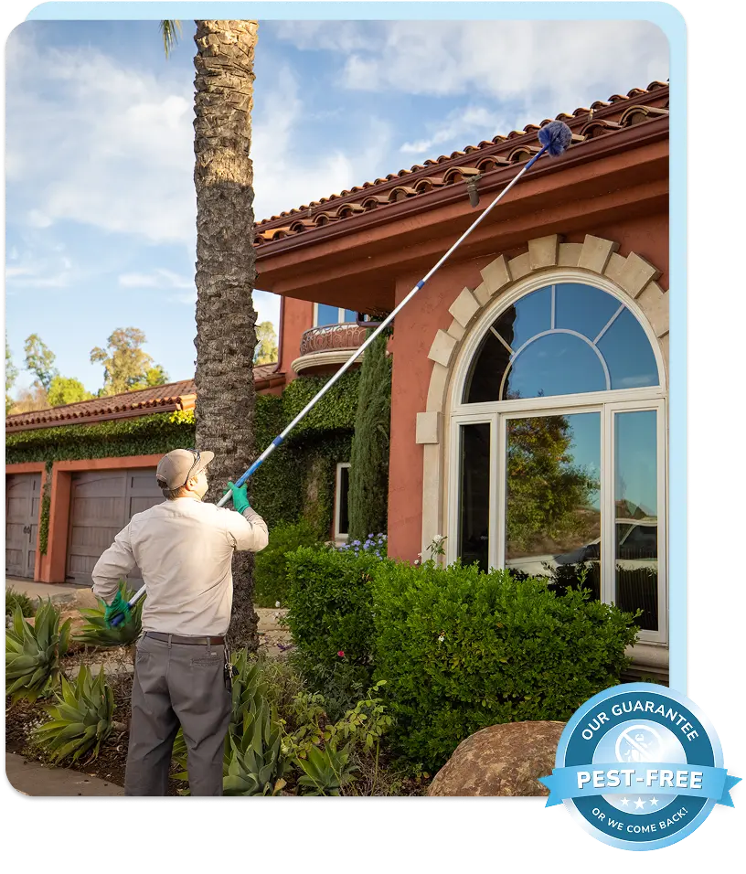pest control technician performing de-webbing service