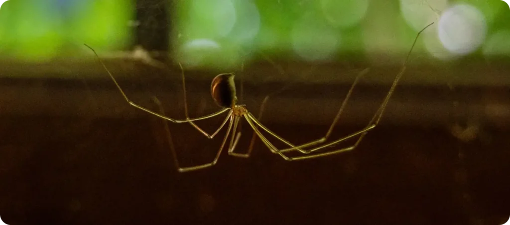cellar spider hanging from web inside a home