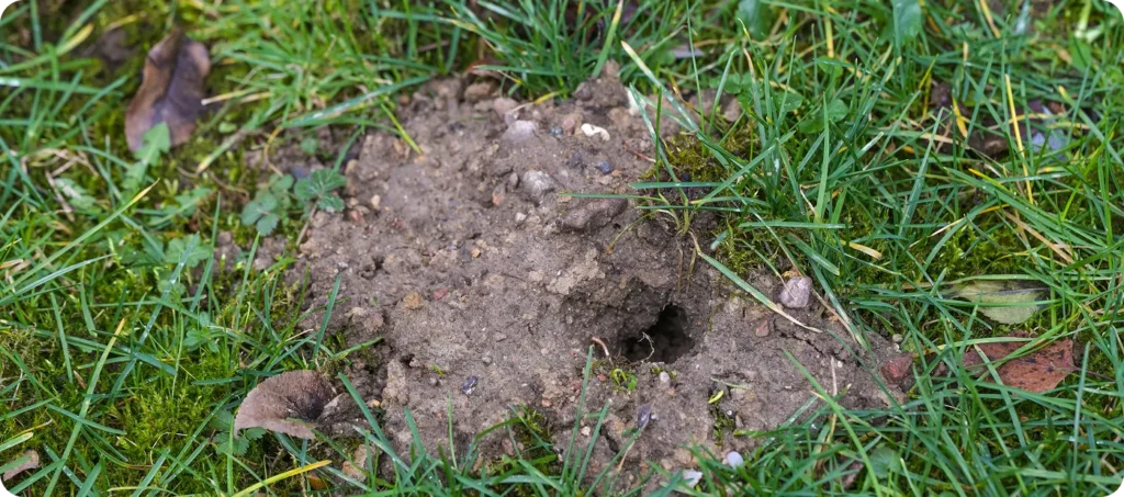 mole hole damage in yard