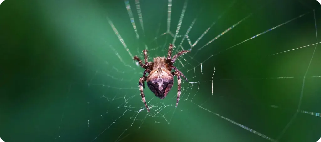 cobweb weaver sitting in its web