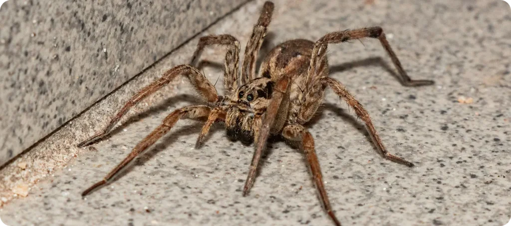 huge wolf spider with long extended legs