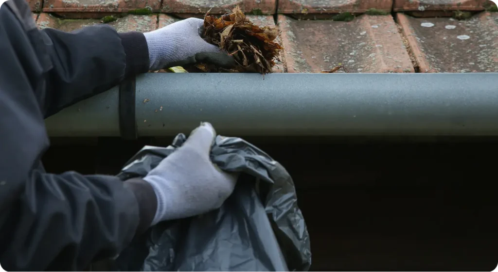 cleaning gutters regularly keeps american cockroaches away from home, eliminating harborage source