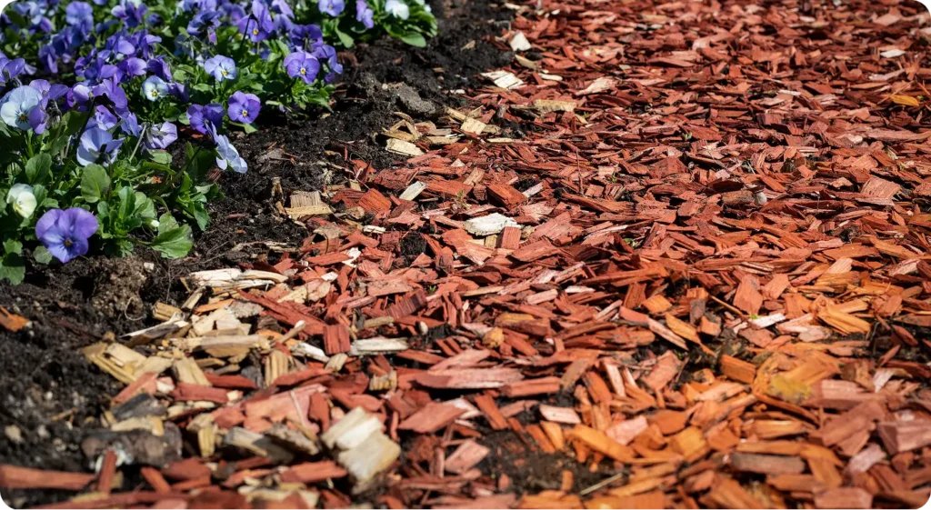 mulch bed where cockroaches hide in dark, moist areas