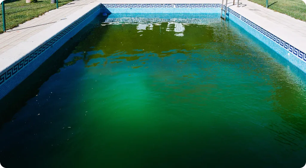 neglected pool, standing water, harborage spot for mosquitoes