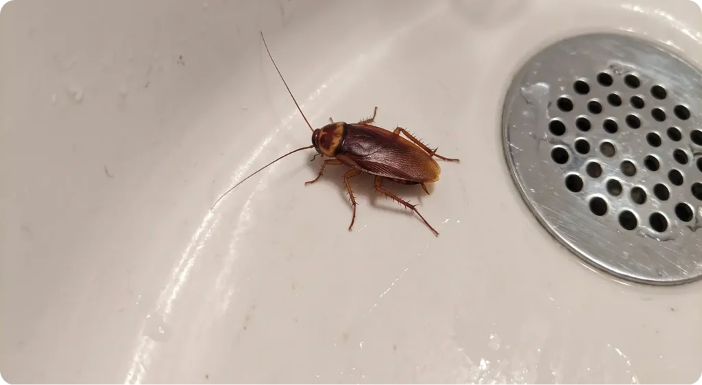 adult american cockroach in a bathtub