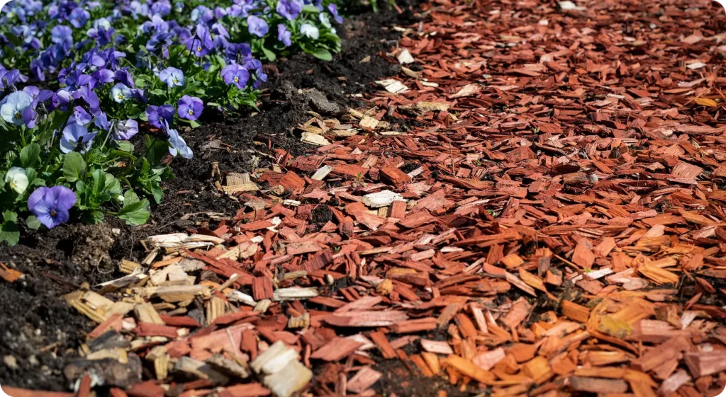 Flower beds with blue blooming flowers. Wood chip mulch. Texture background
