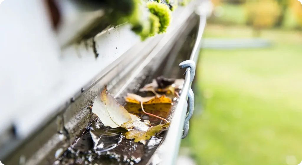 mosquito harborage area, standing water in home's gutter