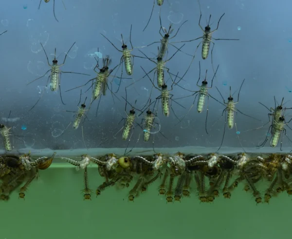 Mosquito-larvae-1