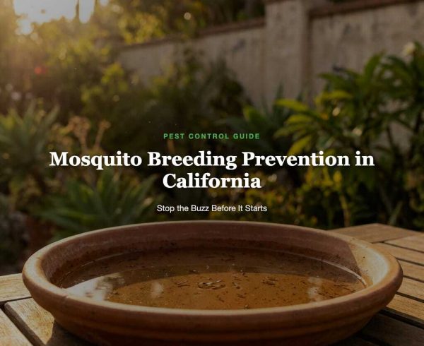 Mosquito prevention guide in California