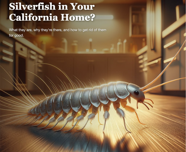 silverfish hidden threat