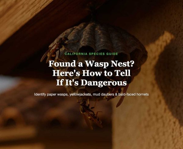 Wasp nest identification and safety guide