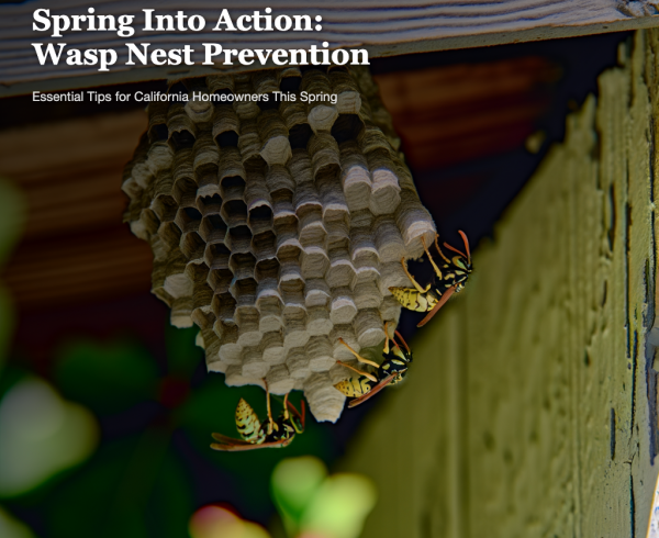 Wasp nest prevention tips for homeowners